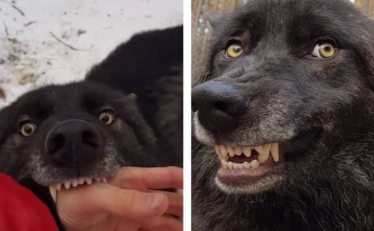 16 Bilder: Mann verarztet verletzte Wölfe, die ihn lieben